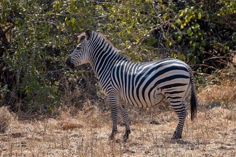 Plains Zebra of the subspecies crawshay's zebra