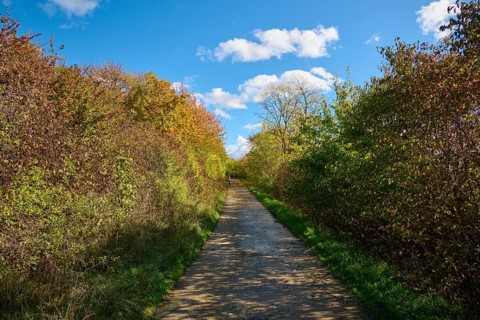 Path