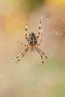 European garden spider