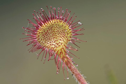Round-leaved sundew