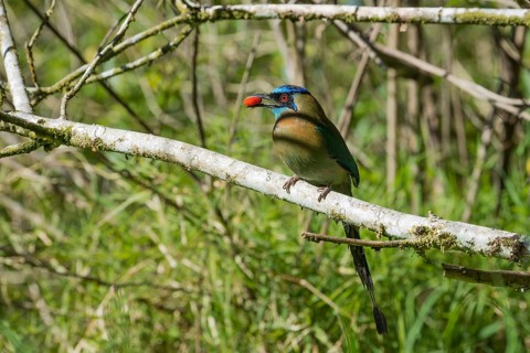 Blauscheitelmotmot