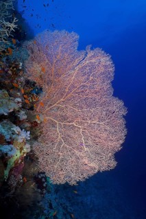 Giant sea fan