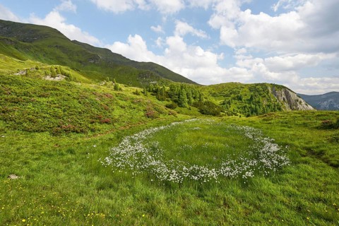 Circle of cotton grass with alpine bush