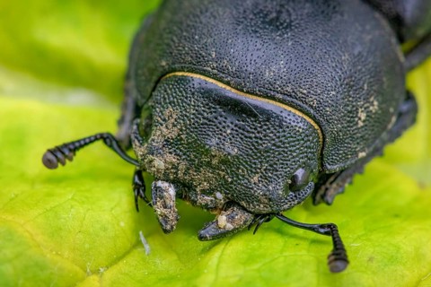 Lesser stag beetle