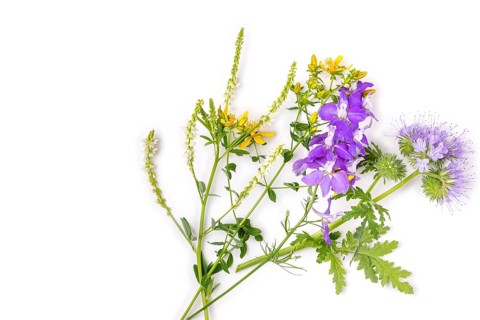 Wildflowers