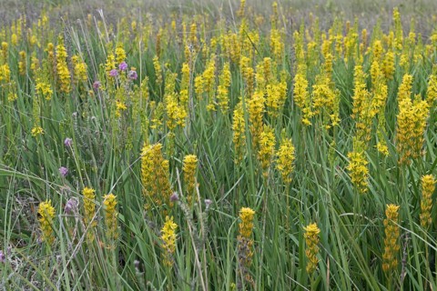 Bog asphodel