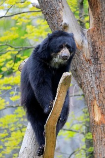 Spectacled bear