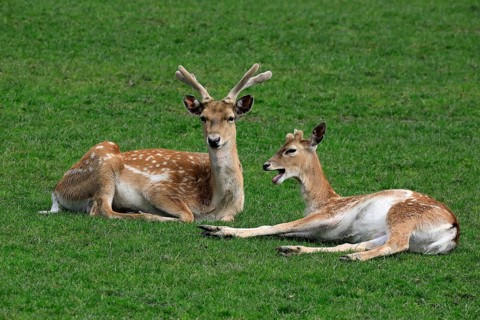 Mesopotamian fallow deer