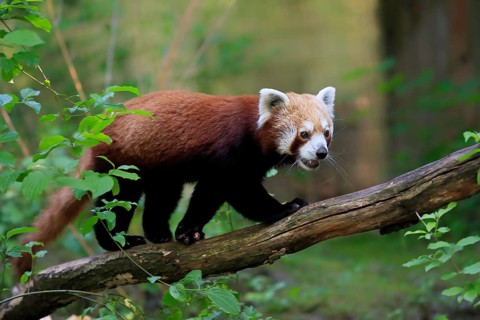Red panda