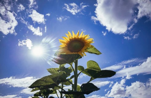 Single flower of a sunflower