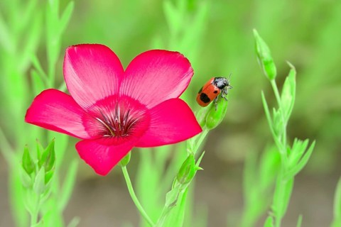 Ant sack beetle