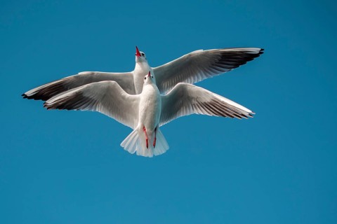 Pair of seagulls flying in blue a sky background