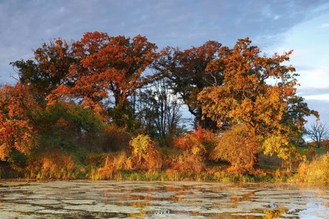 Autumn in the floodplain