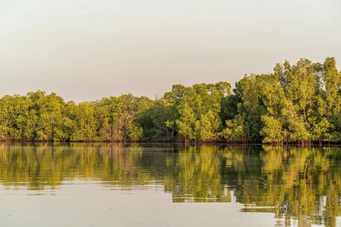 Mangroves on a branch of the Gambia River near Bintang
