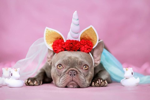 Adorable French Bulldog dog with unicorn costume headband with horn