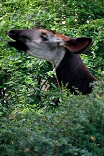 Okapi