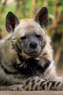 Striped hyena