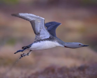 Red-throated diver