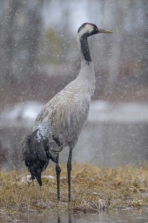 Crane