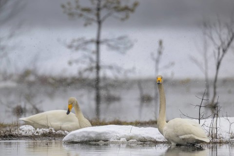 Whooper Swan