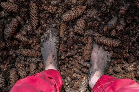 Feet of a man on pine cones on the Wuppenau barefoot path on the Nollen