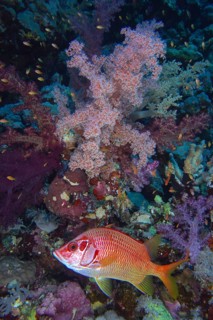 Large spined husar