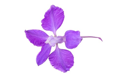 Rocket larkspur