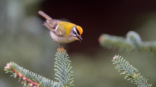 Summer Goldcrest