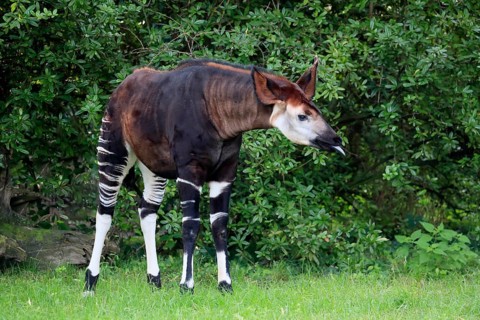 Okapi