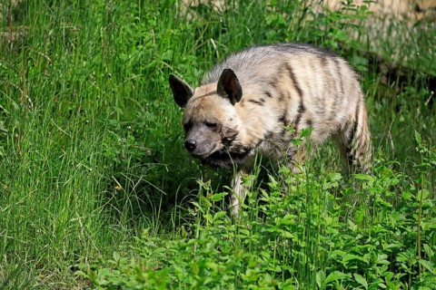 Striped hyena