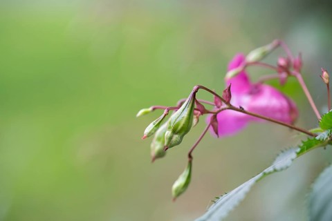Himalayan balsam