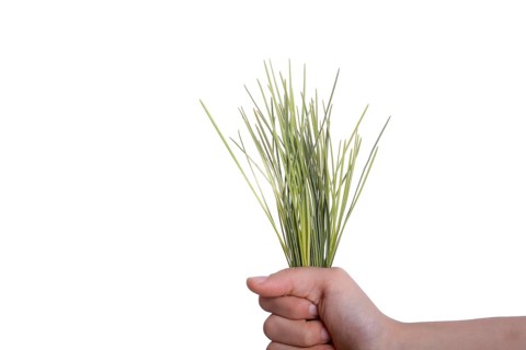 Child holding a bunch of grass in hand on a white background