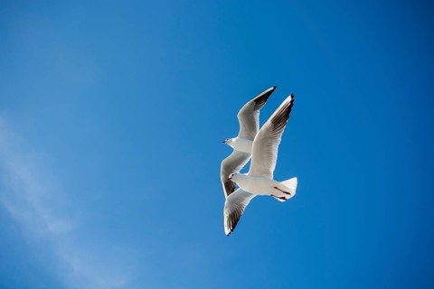 Pair of seagulls are flying in sky over the sea waters