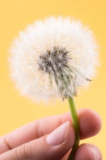 Hand holding White Dandelion flower on background