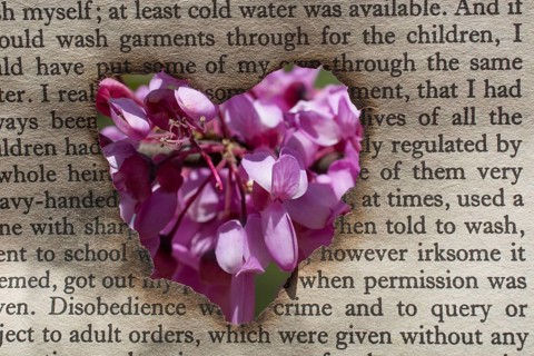 Flowers seen through heart shape cut out of cardboard