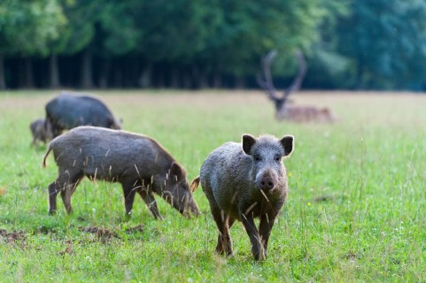 Wild boars