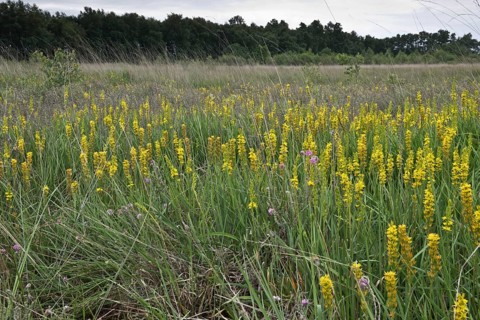 Bog asphodel