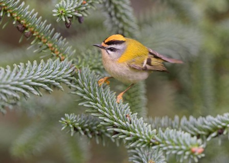 Summer Goldcrest