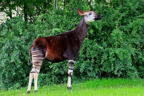 Okapi