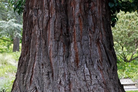 Giant sequoia