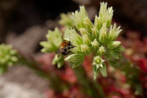 Field bumblebee