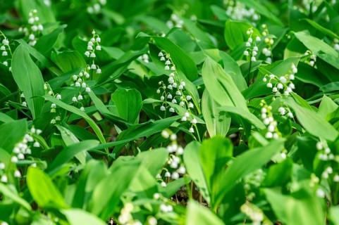 Lily of the valley