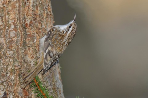 Eurasian treecreeper