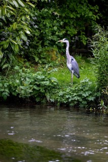Grey heron