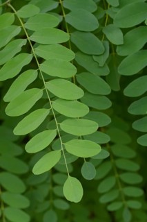 Common robinia