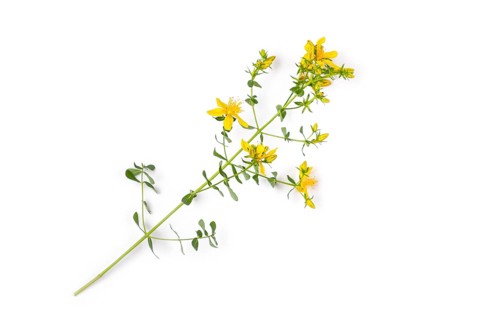 Common st john's wort