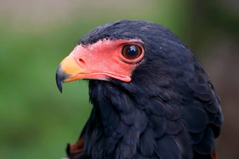Bateleur