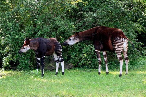 Okapi