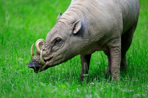 North sulawesi babirusa