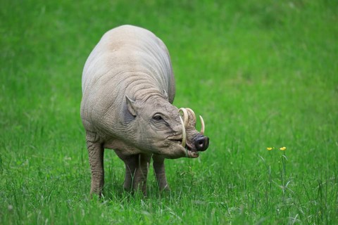 North sulawesi babirusa